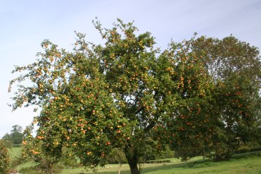A splendid old cider apple tree